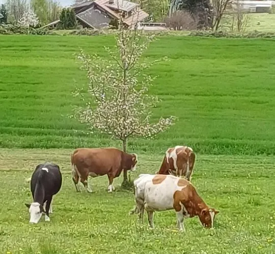 בית הארחה Guggenbichler